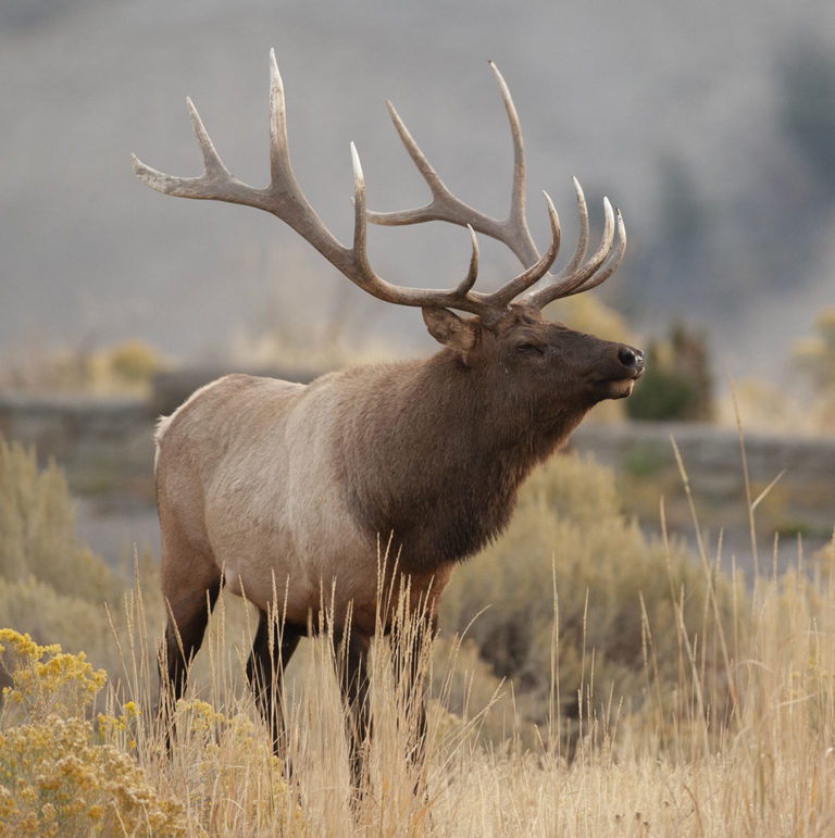 Montana Rifle Elk/Deer Combo Hunt Montana High Country