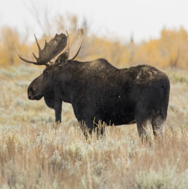 Montana Moose Hunt