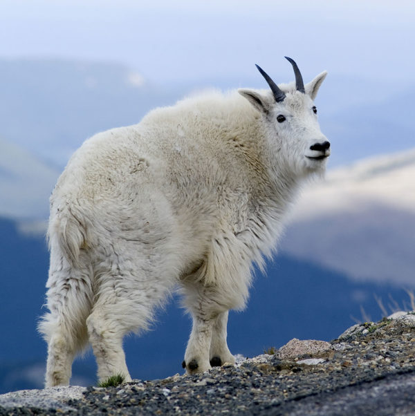 Montana Mountain Goat Hunt