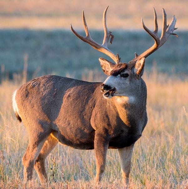 Montana Mule Deer Hunt