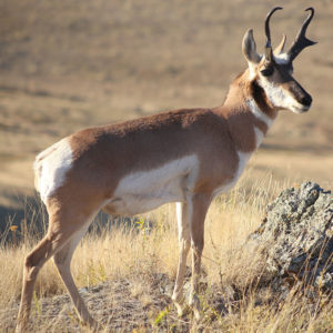 Montana Pronghorn Antelope Hunt