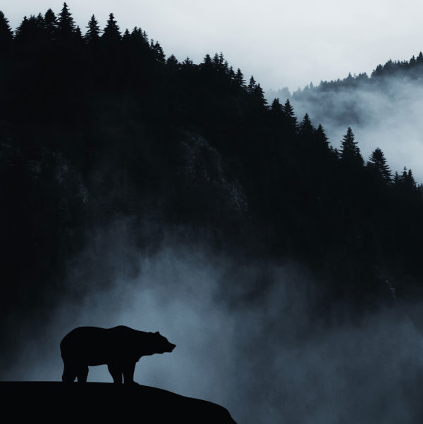 Montana Spring Black Bear Hunt