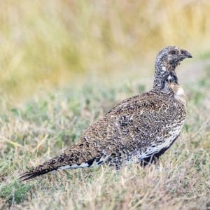 Montana Upland Bird Hunt