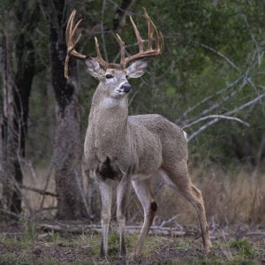 Montana White Tail Deer Hunt