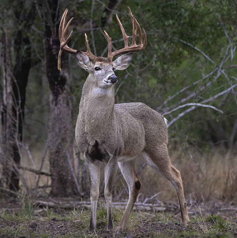 Montana White Tail Deer Hunt Montana High Country