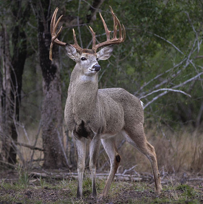 Montana White Tail Deer Hunt | Montana High Country