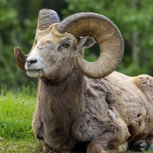 Montana Bighorn Sheep Hunt