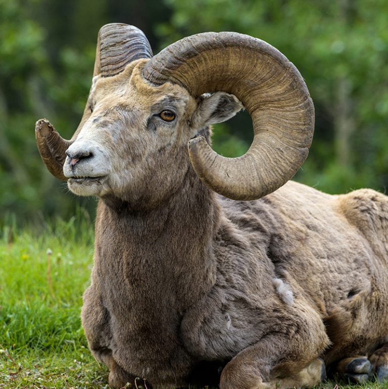 Montana Big Horn Sheep Hunt Montana High Country